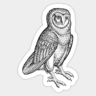 Owl Sticker